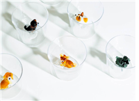 Bicchiere Ichendorf Milano in Vetro T-BULL TERRIER - T-BULL TERRIER